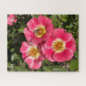 Rosa 'Pink Single-Petaled Shrub', San Mateo Puzzle (Horizontal)