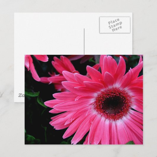 Rosa Pinrad Postkarte (Vorne/Hinten)