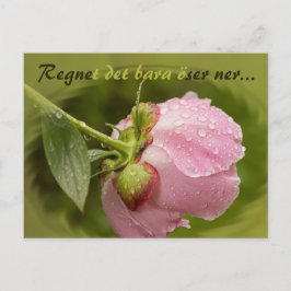 Rosa pion med glittrande vattendroppar CC0516 Postkarte