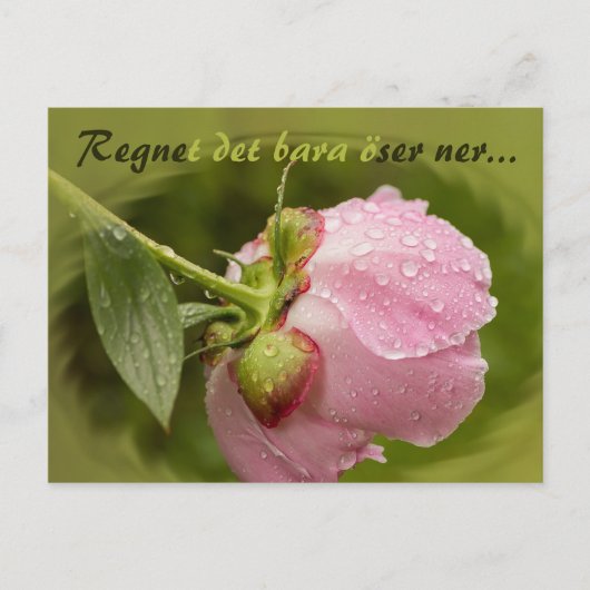 Rosa pion med glittrande vattendroppar CC0516 Postkarte (Vorderseite)