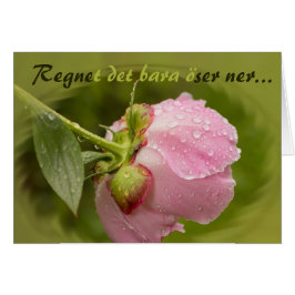 Rosa pion med glittrande vattendroppar CC0779