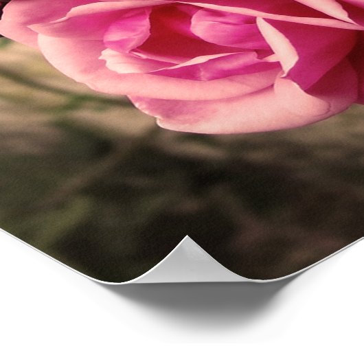 Rosa Pirouette-Rose Poster (Ecke)