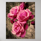 Rosa Pirouette-Rose Poster (Vorne)