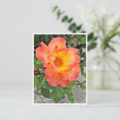 Rosa Playboy Postkarte (Stehend Vorderseite)