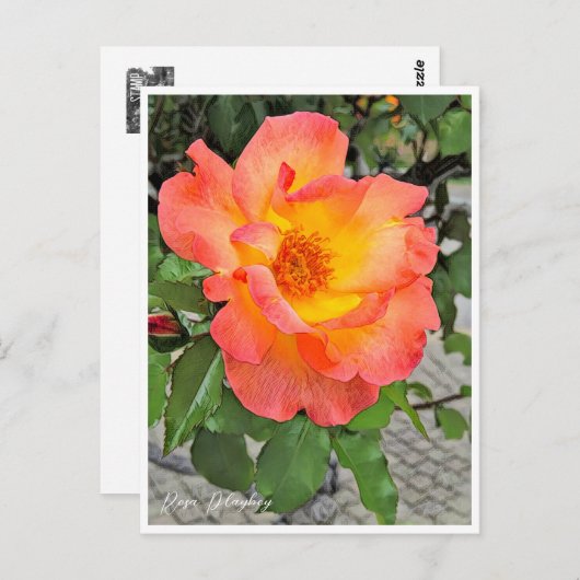 Rosa Playboy Postkarte (Vorne/Hinten)