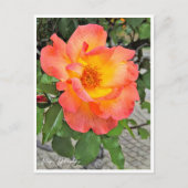 Rosa Playboy Postkarte (Vorderseite)