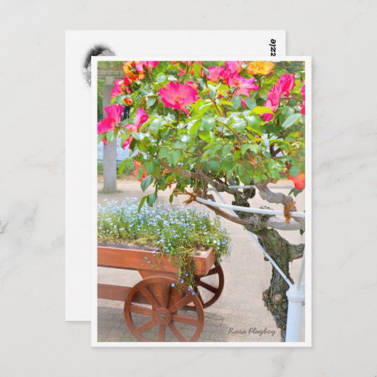 Rosa Playboy Postkarte (Vorne/Hinten)