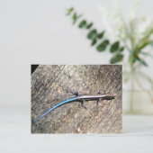 Rosa Plestiodon Postkarte (Stehend Vorderseite)