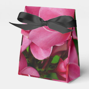 Rosa Plumeria-Blumenfoto Geschenkschachtel