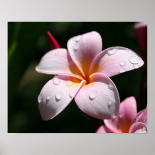 Rosa Plumeria-Kunst-Druck Poster