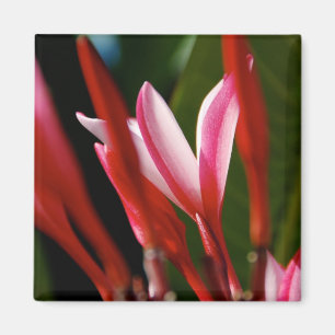 Rosa Plumeria-Magnet Magnet