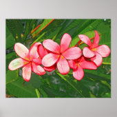 Rosa Plumeria Poster (Vorne)