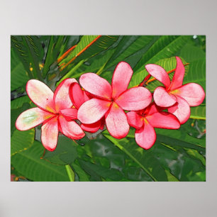 Rosa Plumeria Poster