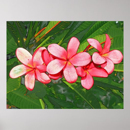 Rosa Plumeria Poster (Vorne)