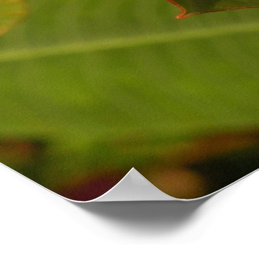 Rosa Plumeria Poster (Ecke)