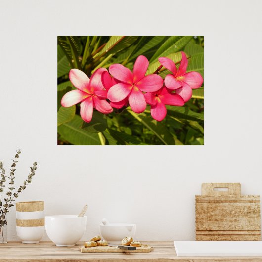 Rosa Plumeria Poster (Küche)