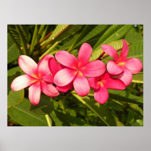 Rosa Plumeria Poster