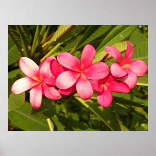 Rosa Plumeria Poster (Vorne)