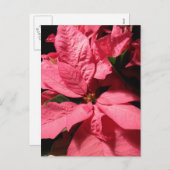 Rosa Poinsettia-WeihnachtsBlumen Feiertagspostkarte (Vorne/Hinten)