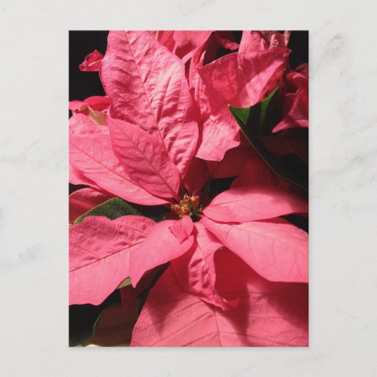 Rosa Poinsettia-WeihnachtsBlumen Feiertagspostkarte (Vorderseite)