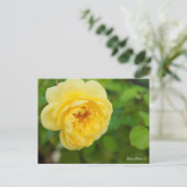 Rosa Polaris α [Postcard] Postkarte (Stehend Vorderseite)