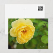 Rosa Polaris α [Postcard] Postkarte (Vorne/Hinten)