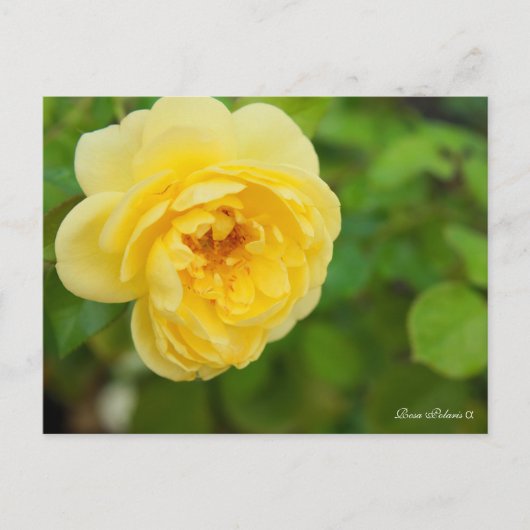Rosa Polaris α [Postcard] Postkarte (Vorderseite)