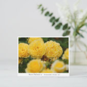 Rosa Polaris α Postkarte (Stehend Vorderseite)