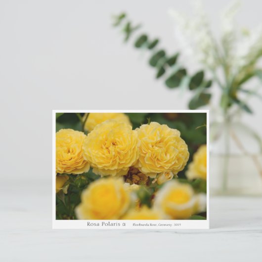 Rosa Polaris α Postkarte (Stehend Vorderseite)