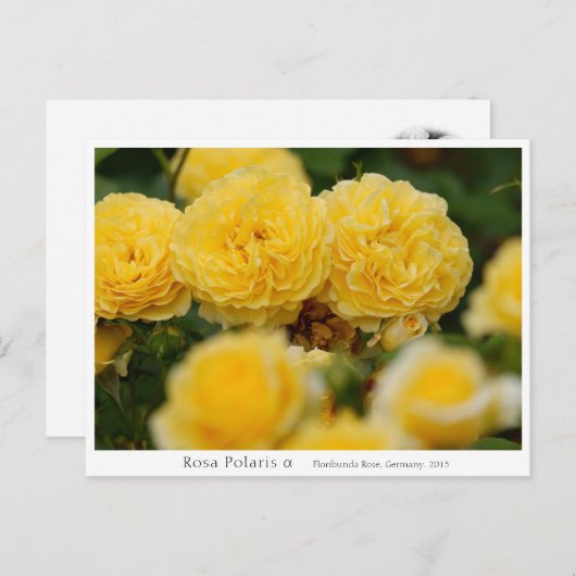 Rosa Polaris α Postkarte (Vorne/Hinten)