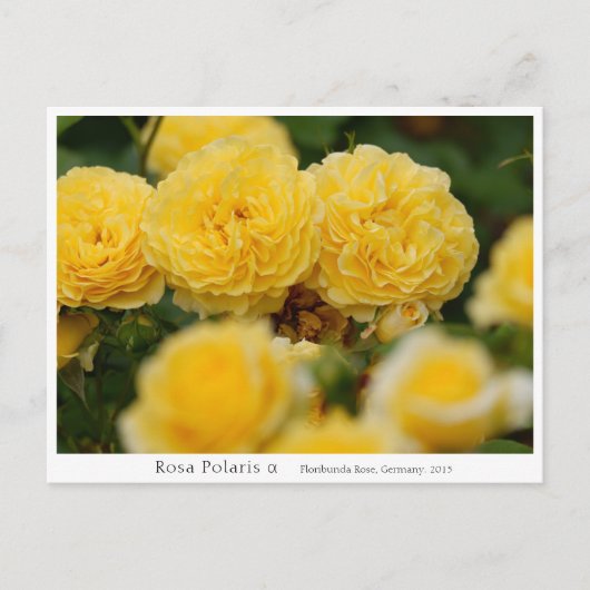 Rosa Polaris α Postkarte (Vorderseite)