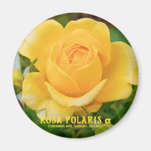 Rosa Polaris α [Rundmagnet] Magnet