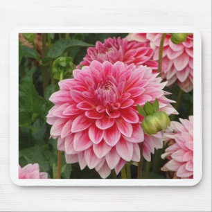"Rosa Pom Pom Dahlie " Mousepad