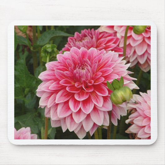 "Rosa Pom Pom Dahlie " Mousepad (Vorne)