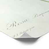 Rosa Pomponia von "Les Rose" Poster (Ecke)