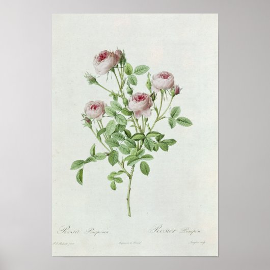Rosa Pomponia von "Les Rose" Poster (Vorne)