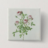Rosa Pomponia, von 'Les Rosen Button (Vorderseite)