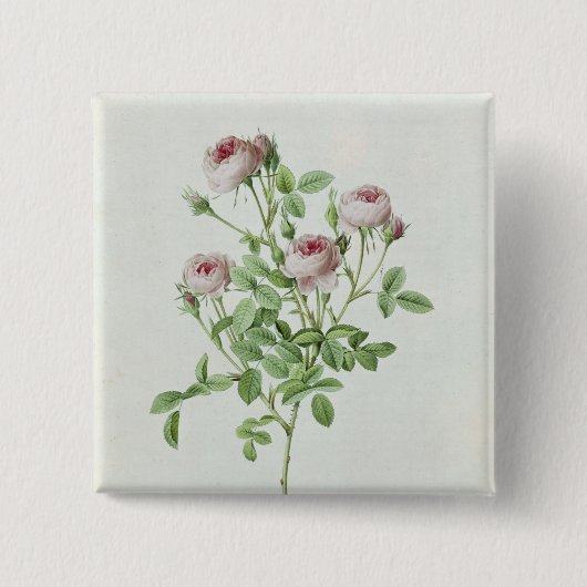 Rosa Pomponia, von 'Les Rosen Button (Vorderseite)