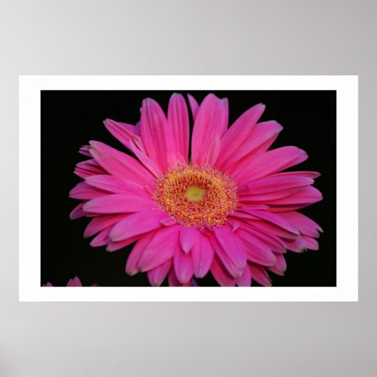 rosa poster (Vorne)
