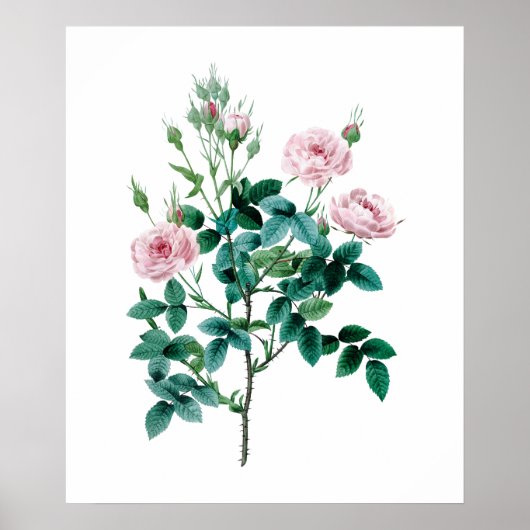 Rosa Poster (Vorne)