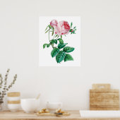 Rosa Poster (Küche)