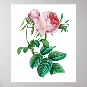 Rosa Poster