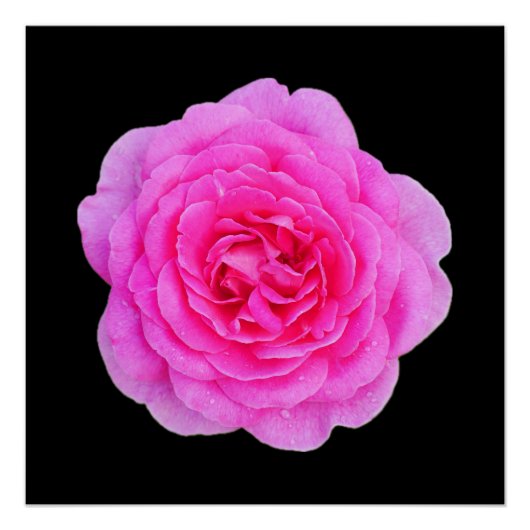 Rosa Poster (Vorderseite)