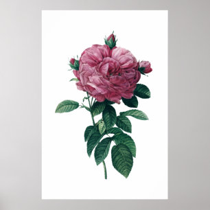 Rosa Poster