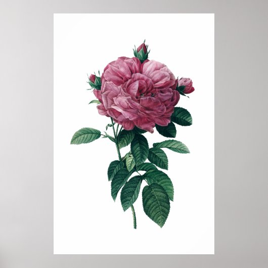 Rosa Poster (Vorne)