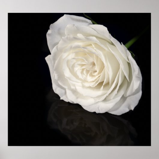 Rosa Poster (Vorne)
