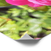 Rosa Poster (Ecke)