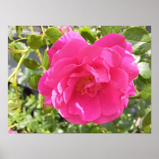 Rosa Poster (Vorne)