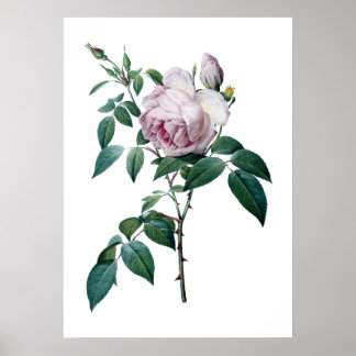 Rosa Poster