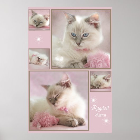 rosa Poster3 Poster (Vorne)